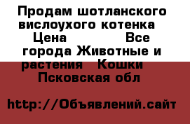 Продам шотланского вислоухого котенка › Цена ­ 10 000 - Все города Животные и растения » Кошки   . Псковская обл.